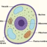 Cell Structure