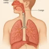 respiratory system