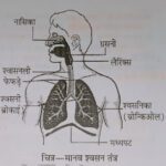 human Respiratory system