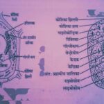 कोशिका एवं कोशिका संरचना