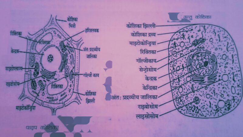 कोशिका एवं कोशिका संरचना