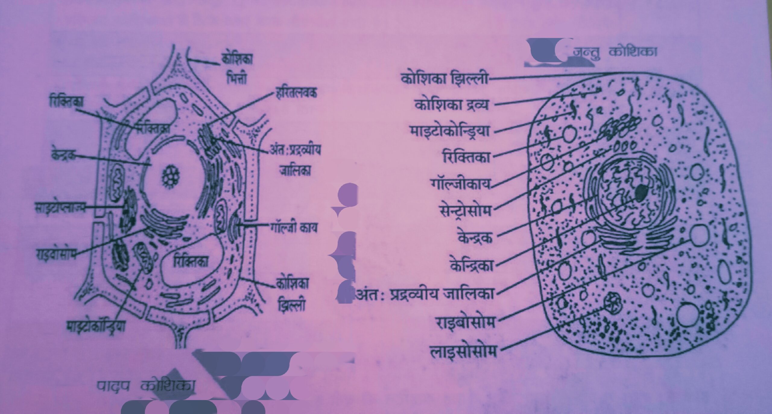 कोशिका एवं कोशिका संरचना 13 कोशिका एवं कोशिका संरचना