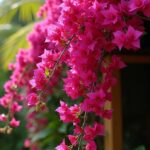 Bougainvillea