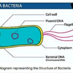 Bacteria