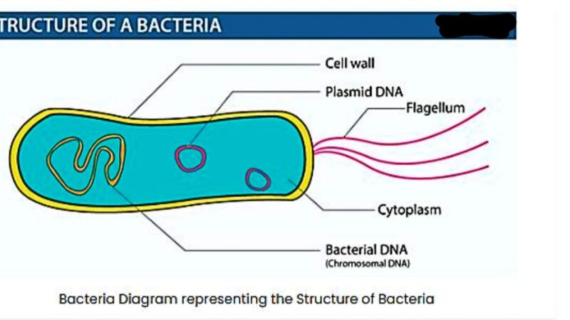 Bacteria (बैक्टेरिया)