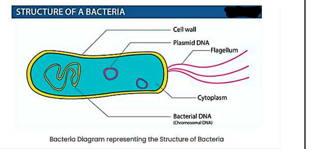 Bacteria (बैक्टेरिया) 5 Bacteria (बैक्टेरिया)