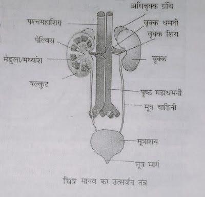 उत्सर्जन तंत्र (Excretory system) 5 उत्सर्जन तंत्र (Excretory system)