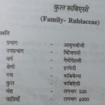 Rubiaceae