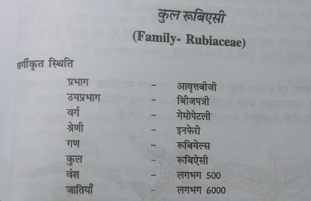Family -Rubiaceae (कुल – रूबिएसी)