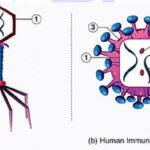 virus