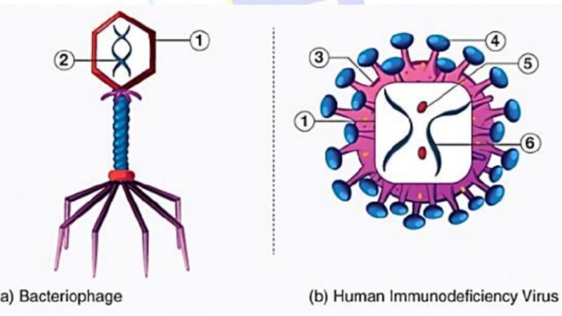 वायरस क्या है ?(What is virus)