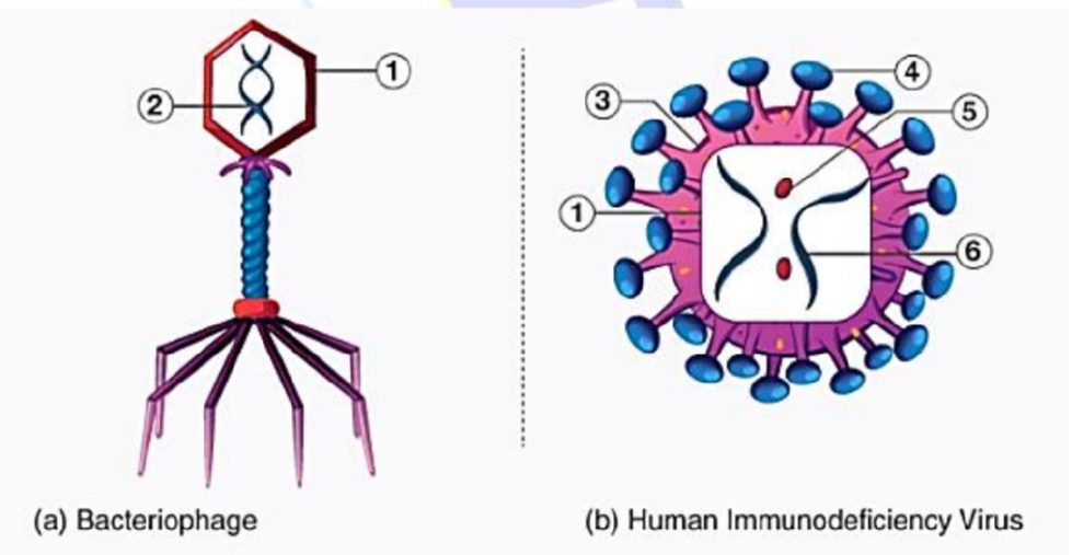 वायरस क्या है ?(What is virus) 3 वायरस क्या है ?(What is virus)