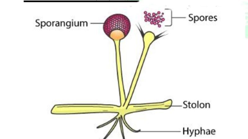 कवक क्या है,( what is fungi)