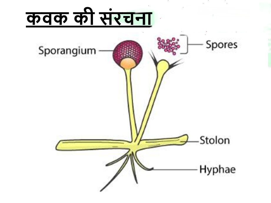 कवक क्या है,( what is fungi) 3 कवक क्या है,( what is fungi)