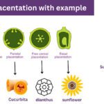 type of Placentation