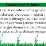 Somaclonal Variation