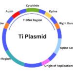 T-DNA