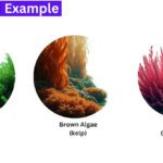 economic importance of algae