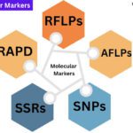 Molecular Markers