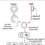 Technique of Gene Cloning