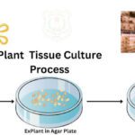 Plant Tissue Culture: Techniques and Applications