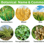 Attractive top 50 botanical plants & Family Name