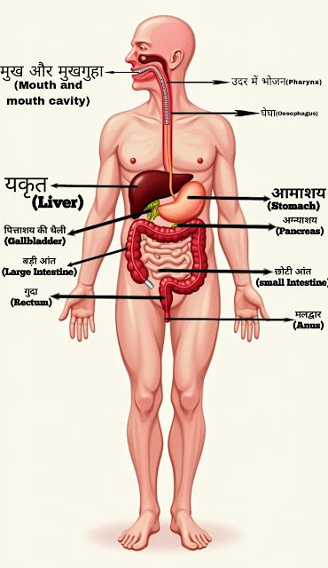 Human digestive system in hindi