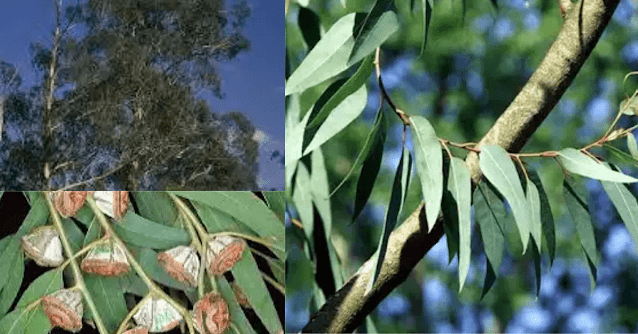 Eucalyptus globulus