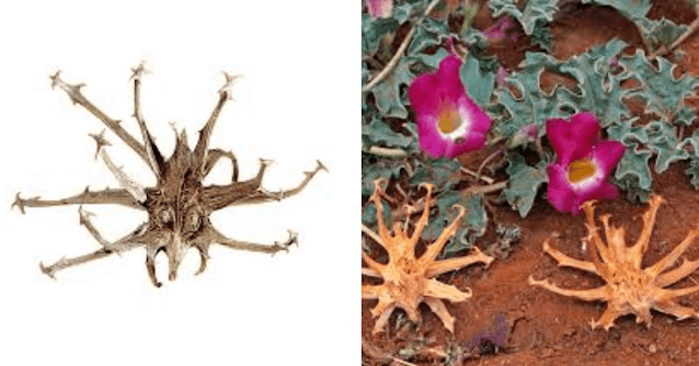 Harpagophytum procumbens