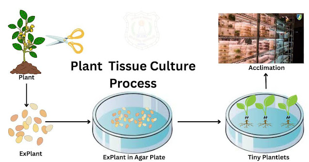 Plant Tissue Culture Progress