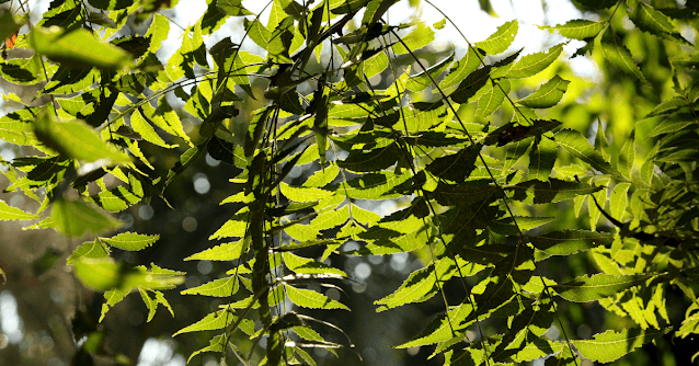 Azadirachta indica