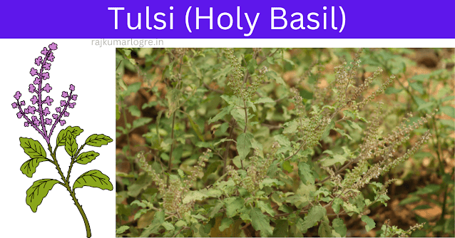 Botanical Names & Ethnobotanical Importance of Laung, Tulsi, Neem, and Amla: Nature’s Priceless Treasures