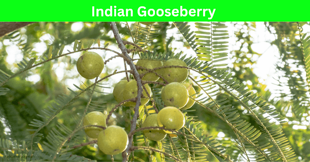 Botanical Names & Ethnobotanical Importance of Laung, Tulsi, Neem, and Amla: Nature’s Priceless Treasures