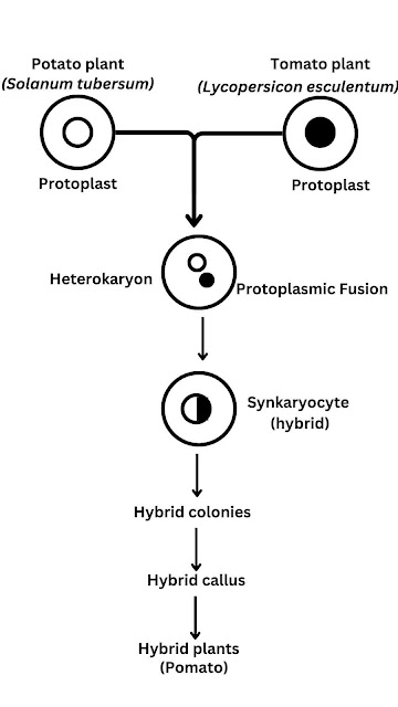 Somatic Hybridization