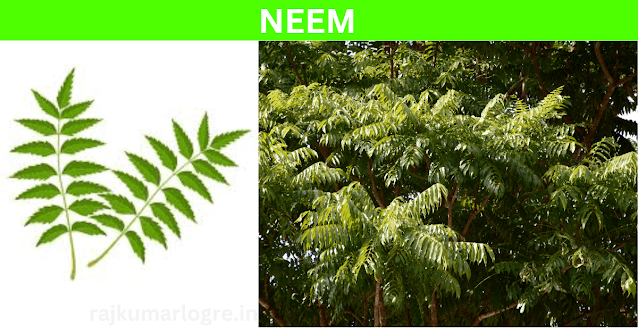 Botanical Names & Ethnobotanical Importance of Laung, Tulsi, Neem, and Amla: Nature’s Priceless Treasures