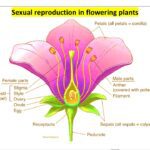 Sexual Reproduction in Flowering Plants