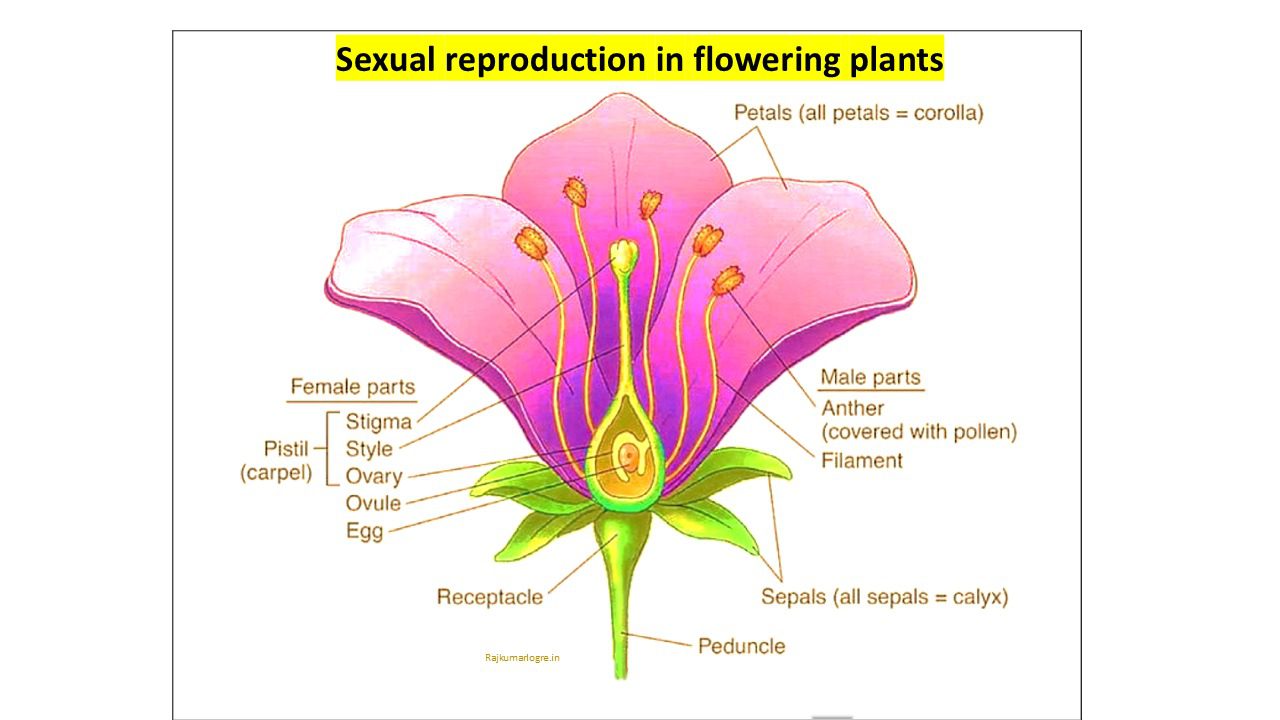 Sexual Reproduction in Flowering Plants