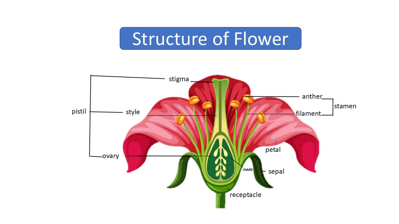 Structure of a Flower