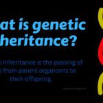 What is Genetic inheritance