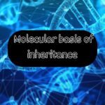 Molecular Basis of Inheritance