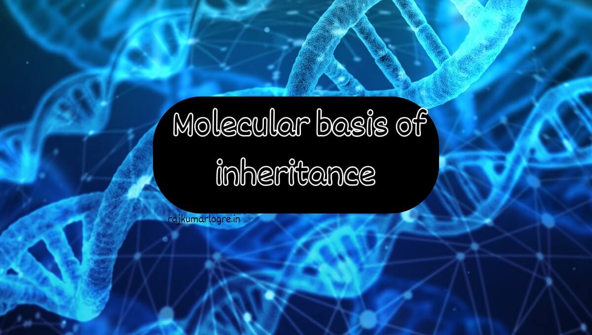 Molecular Basis of Inheritance