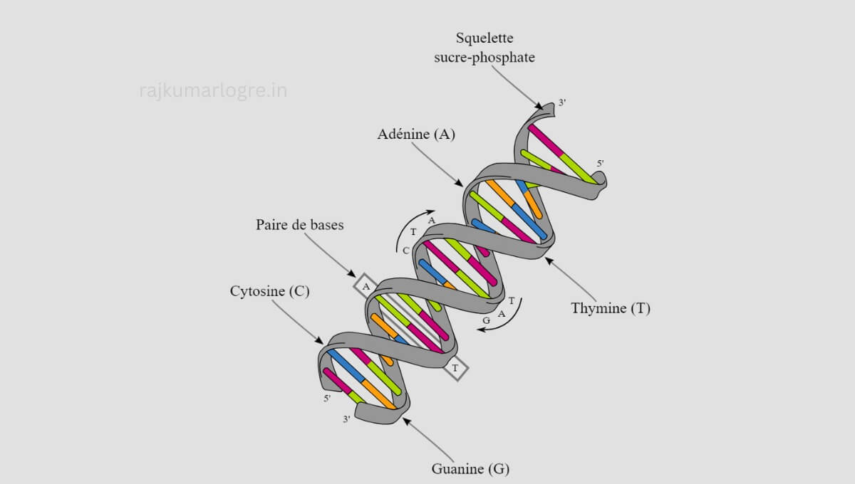 DNA Structure