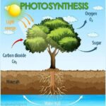 Photosynthesis in Higher Plants
