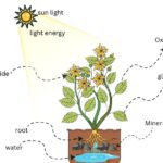 Respiration in Plants