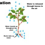 Plant Water Relations
