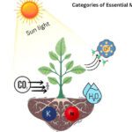 Mineral Nutrition