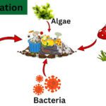 Bioremediation