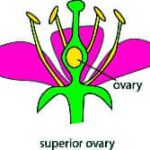 Superior Ovary