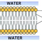 Lipids
