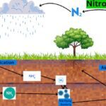 Nitrogen Fixation